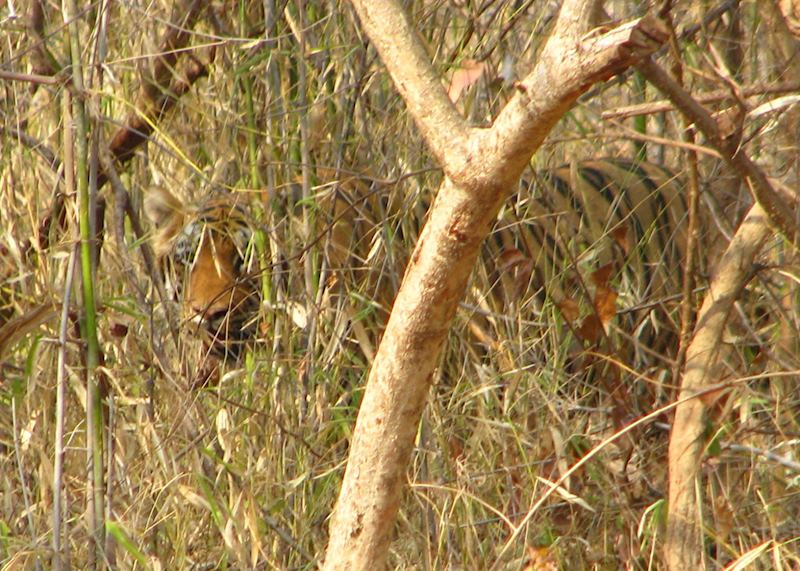 The elusive Bengal tiger