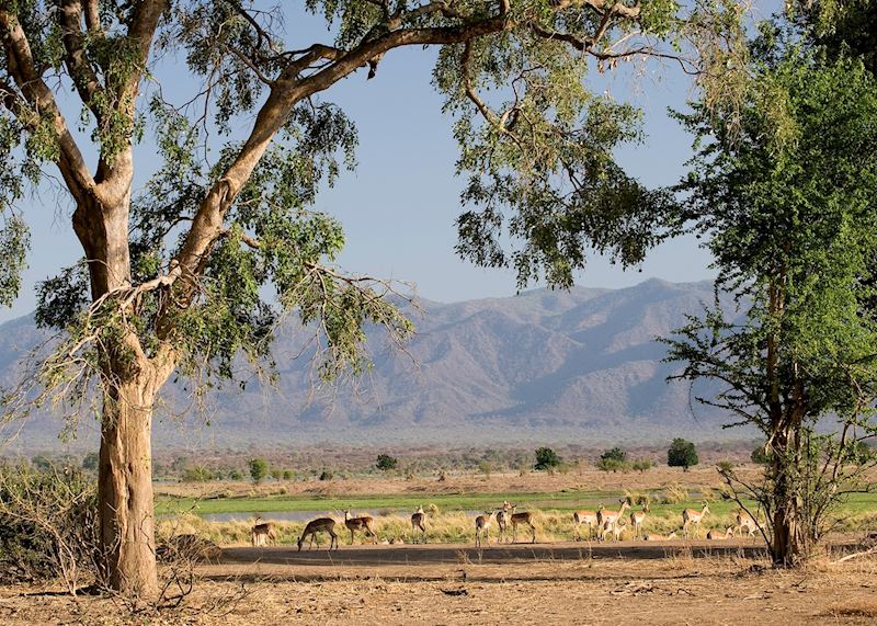Impala in Mana Pools