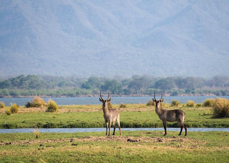 Waterbuck in Mana Pools