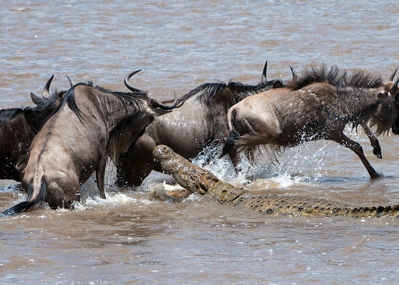 Africa's Great Wildebeest Migration | Audley Travel UK