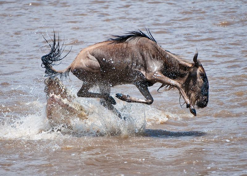 Wildebeest escaping a crocodile