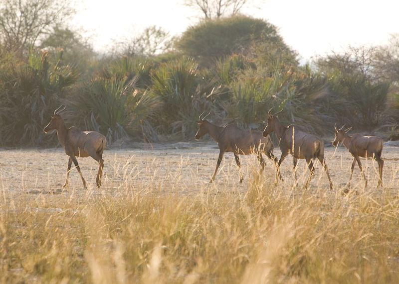 Tsessebe, Popa Falls