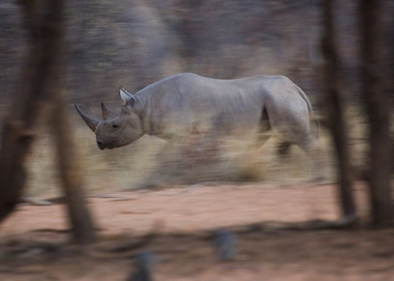 Black rhino, Central Highlands