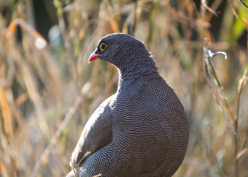 Francolin, Central Highlands