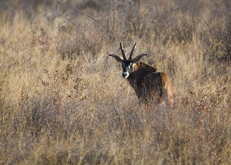 Roan, Central Highlands