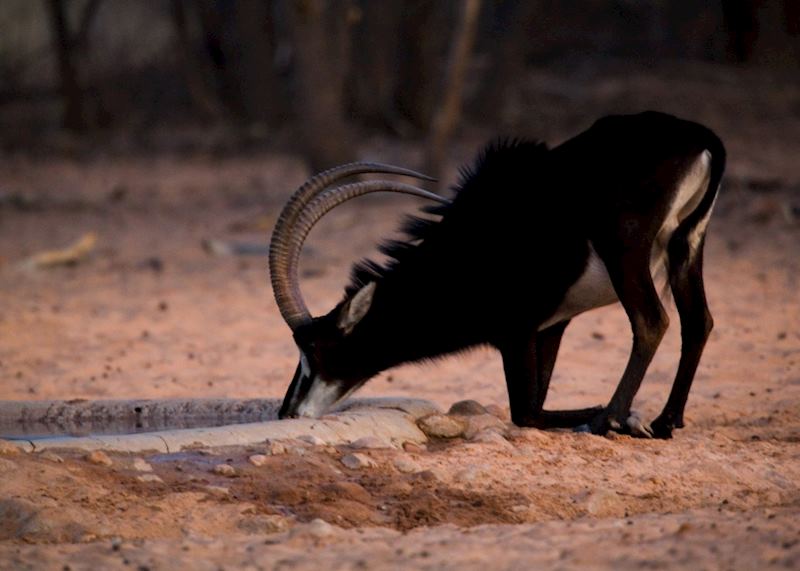 Sable, Central Highlands