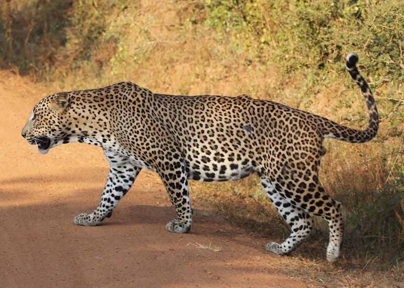 Leopard in Yala National Park, Sri Lanka
