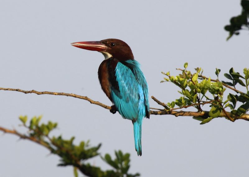 White-throated kingfisher, Udawalawe National Park