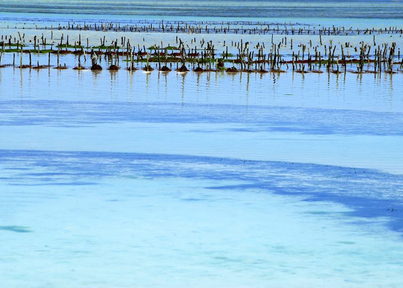 Seaweed farm, Zanzibar