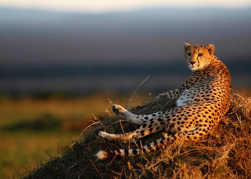Cheetah in the Serengeti