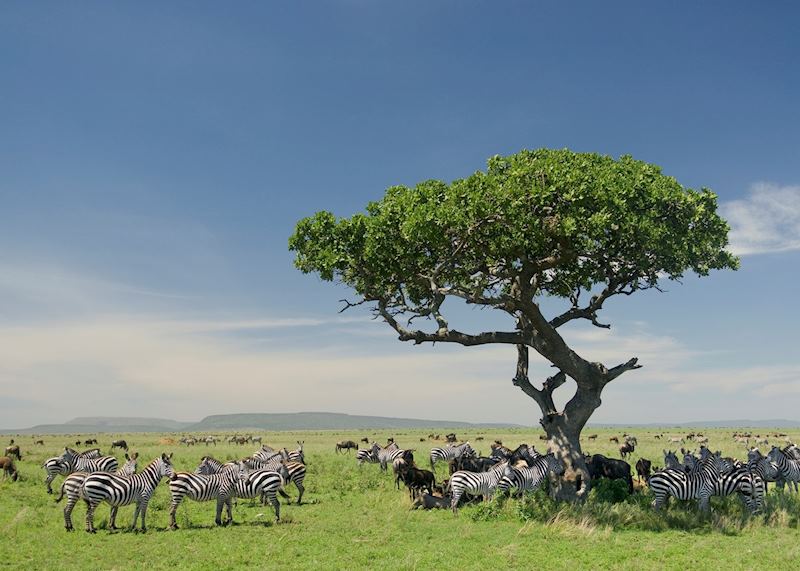 Serengeti National Park, Tanzania