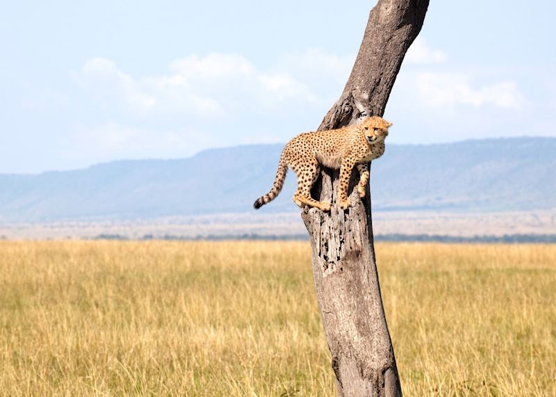 Cheetah in the Mara