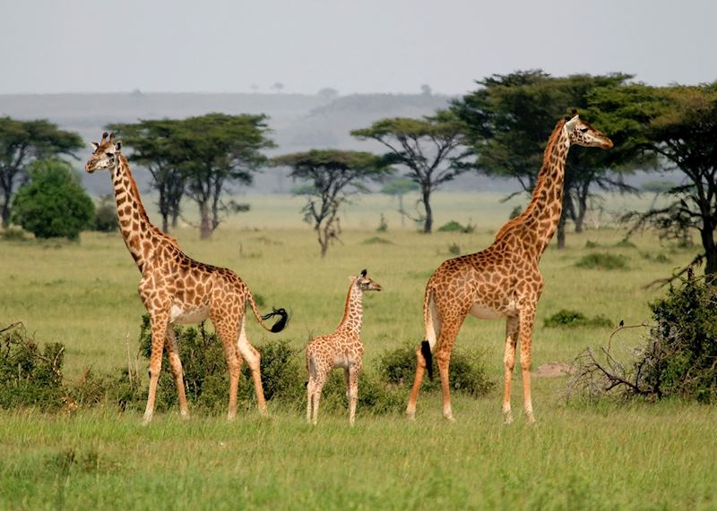 Giraffe in the Mara