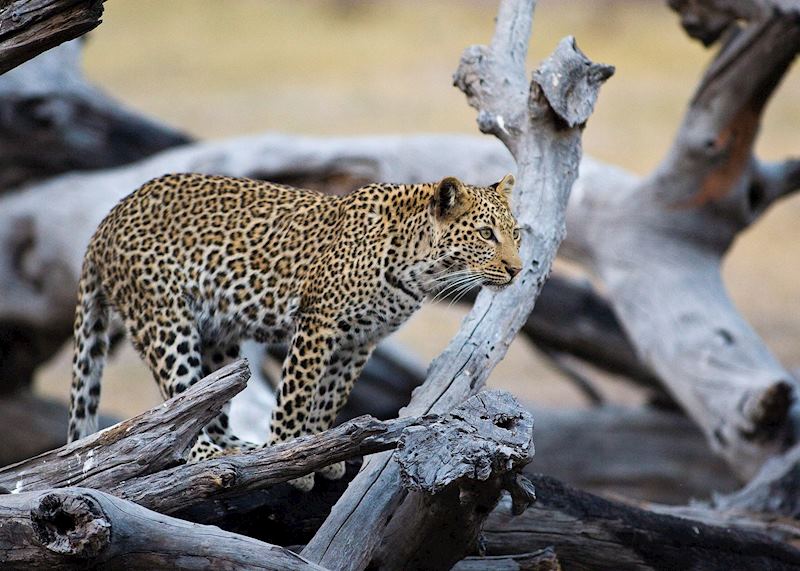 Leopard in Hwange