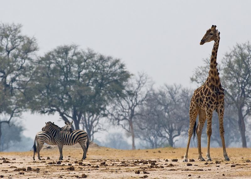 Giraffe and zebra in Hwange National Park