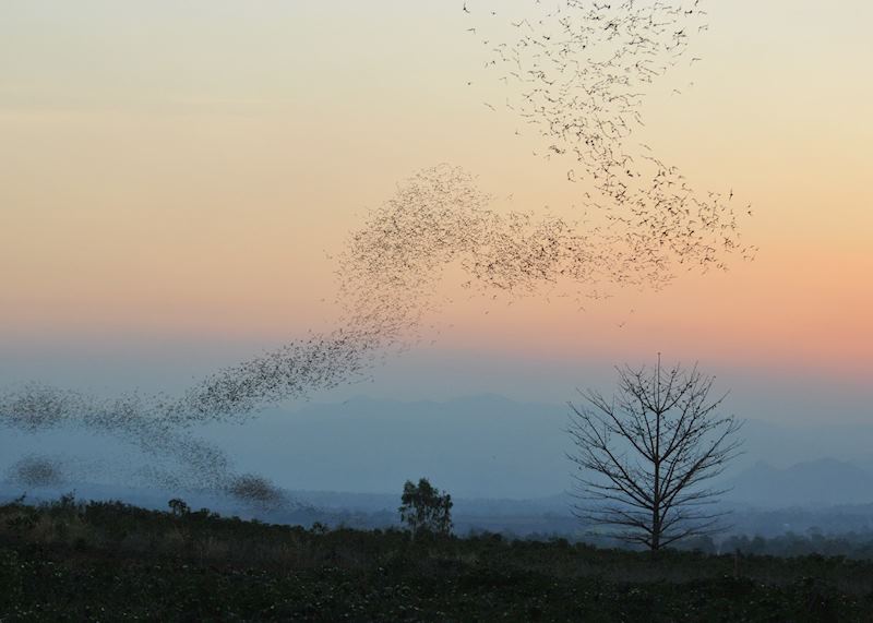 Bats at sunset, Khao Yai National Park