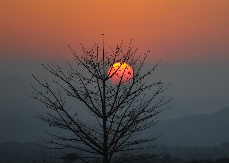 Bats in tree, Khao Yai National Park