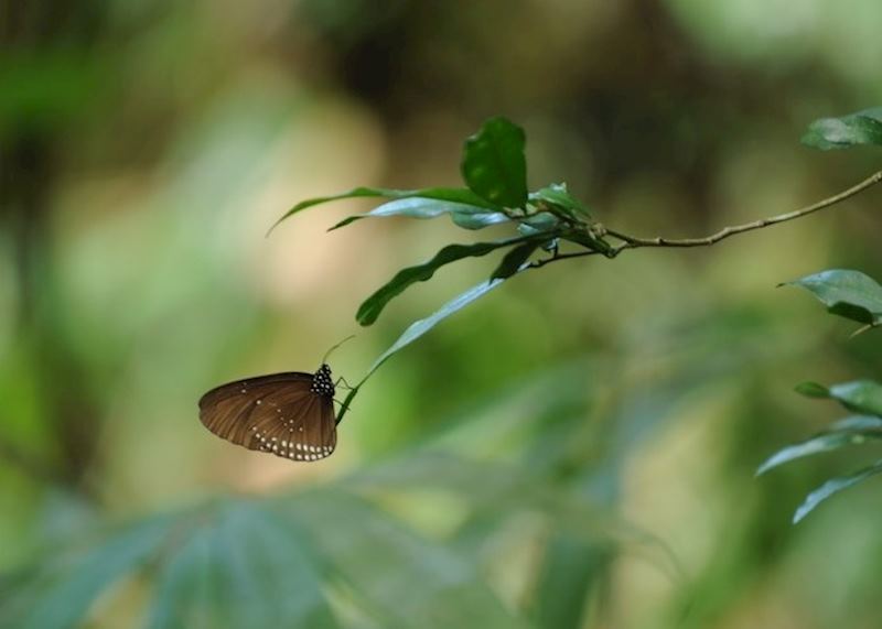 Butterfly, Khao Yai National Park
