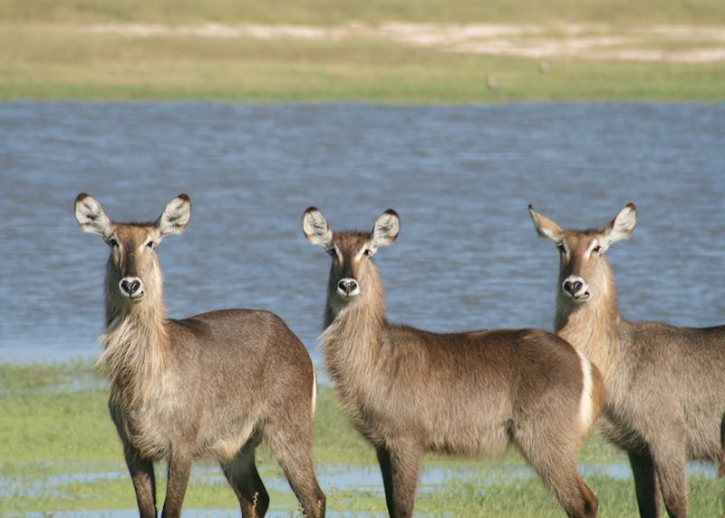 Hwange National Park, Zimbabwe