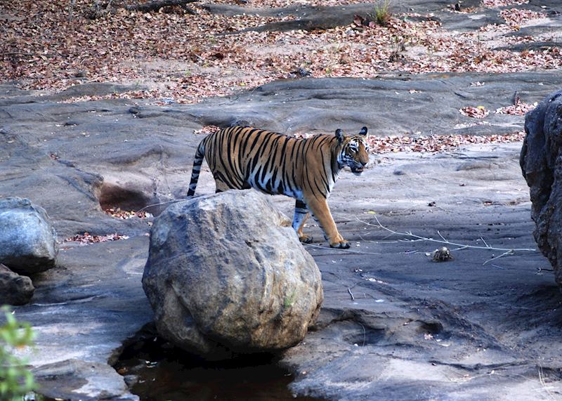 Satpura National Park, India