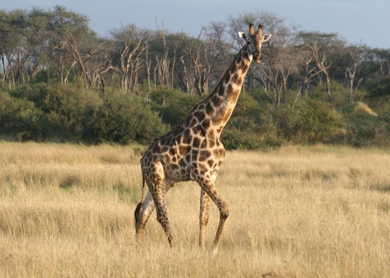 Hwange National Park, Zimbabwe