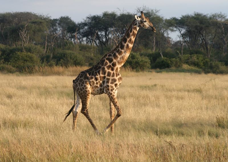 Hwange National Park, Zimbabwe