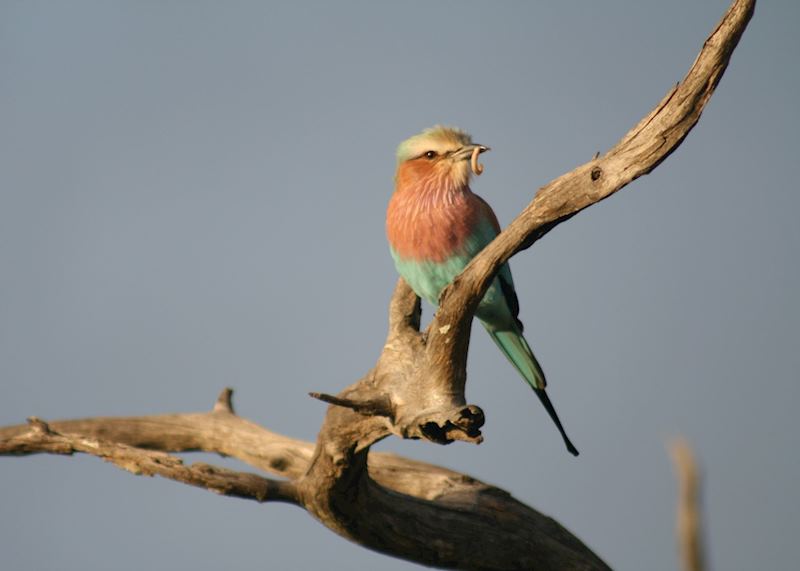 Hwange National Park, Zimbabwe