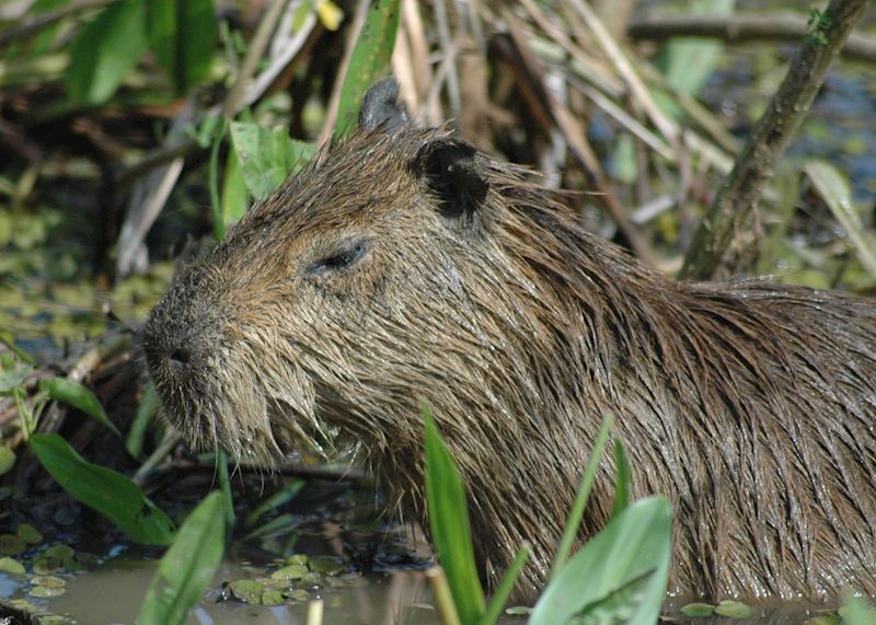Capybara, Pantanal