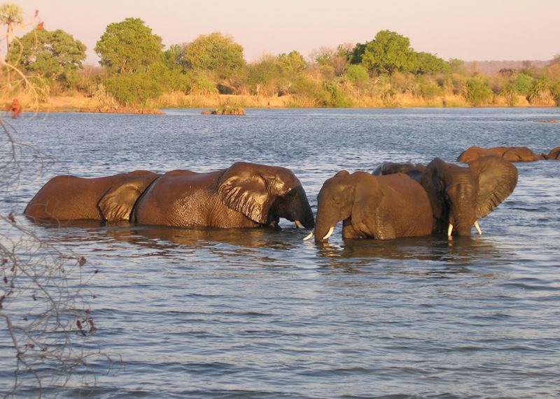 Elephant in the Zambezi River