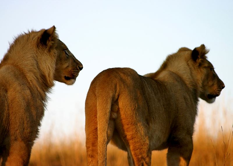 Young lion in Hwange