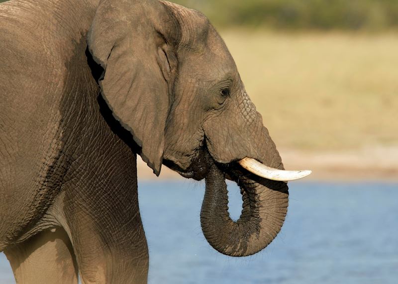 Elephant drinking at a waterhole in Hwange