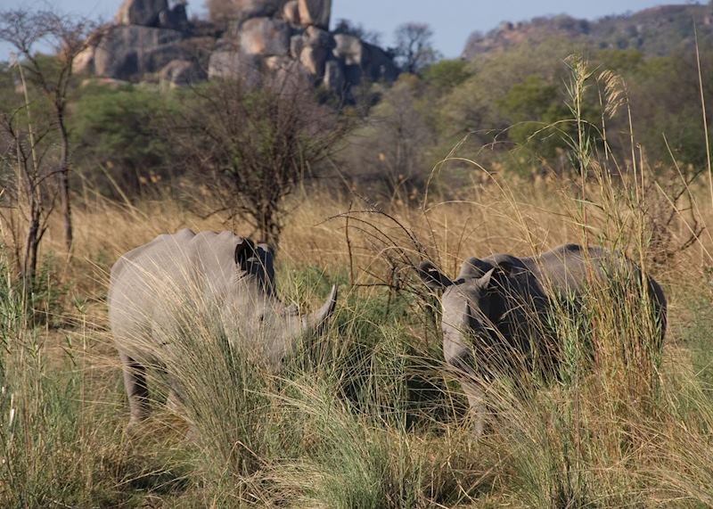 Rhino in Matopos