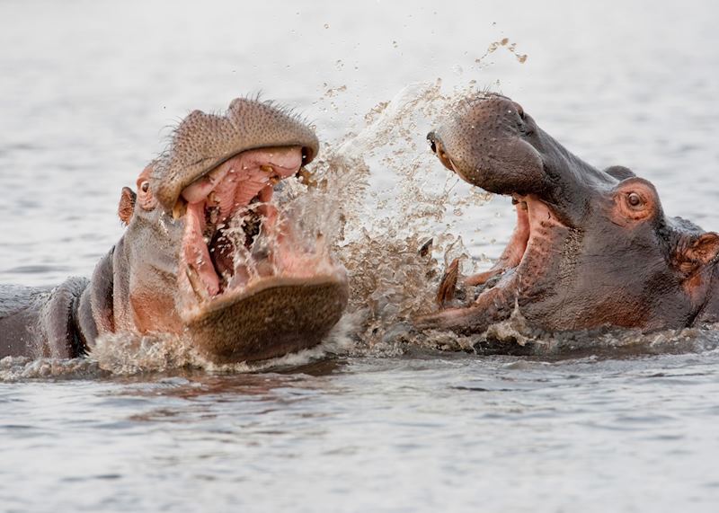 Hippo in the Zambezi