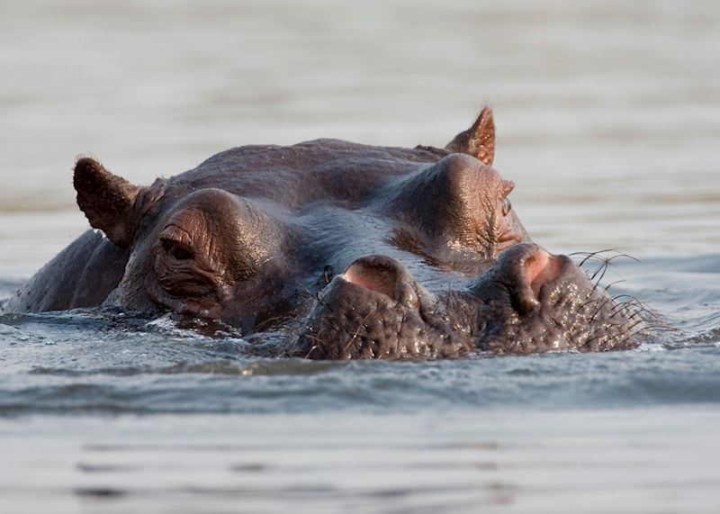Hippo in the Zambezi River