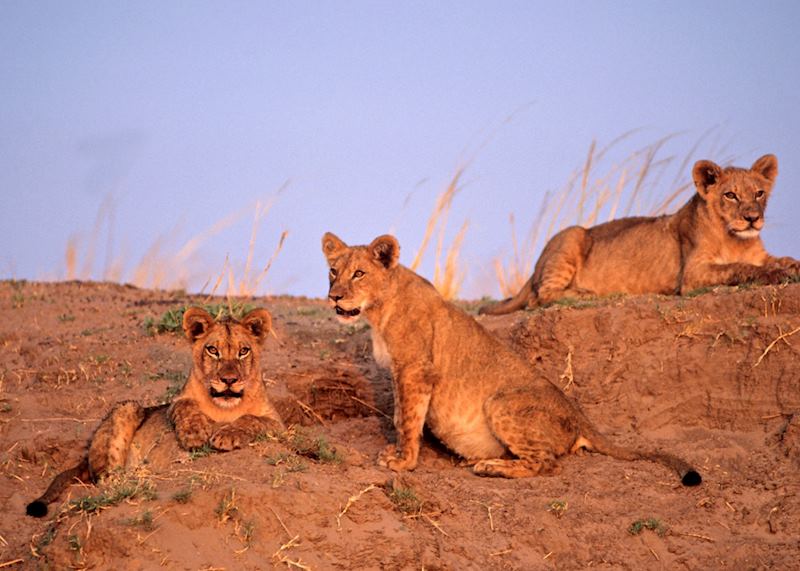 Young lion in Mana Pools