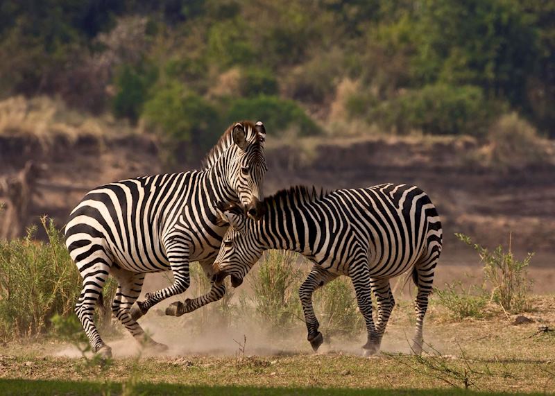 Zebra, South Luangwa National Park