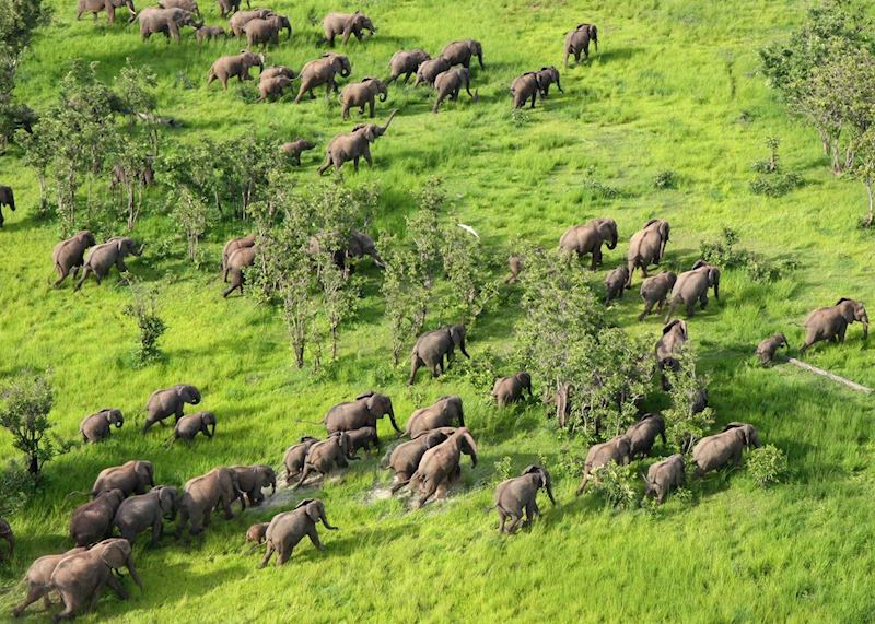 Elephant, South Luangwa National Park