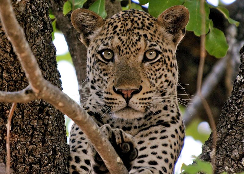 Leopard, South Luangwa National Park
