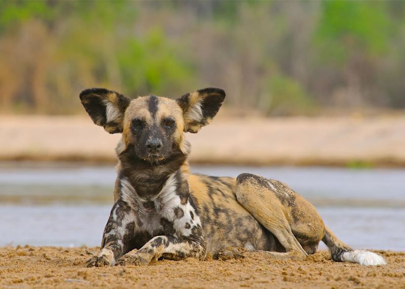 Wild Dog, South Luangwa National Park