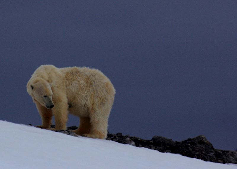 Polar bear, Spitsbergen