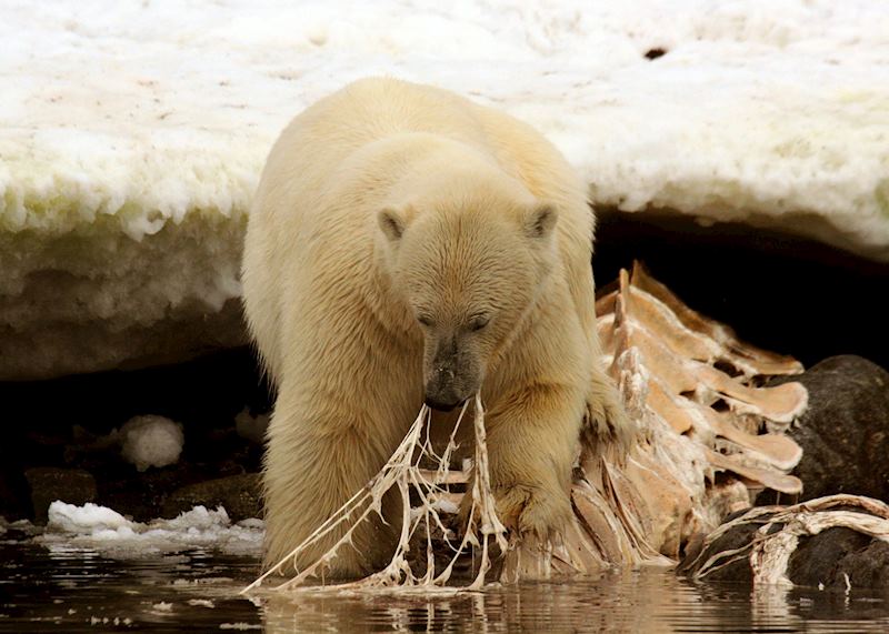 A bear tucking in to a washed up whale carcass