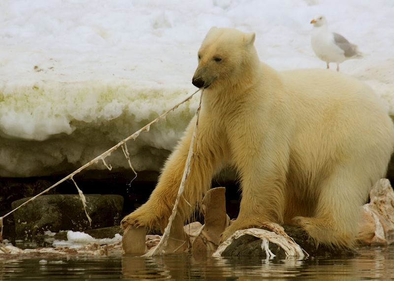 A bear tucking in to a washed up whale