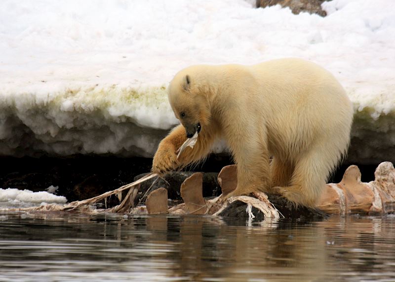 A bear feasts on a washed up whale carcass
