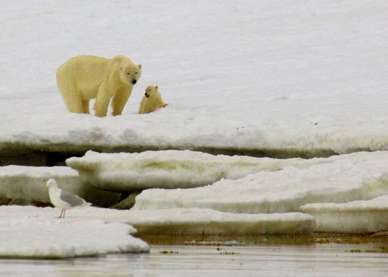 A mother bear and her cub