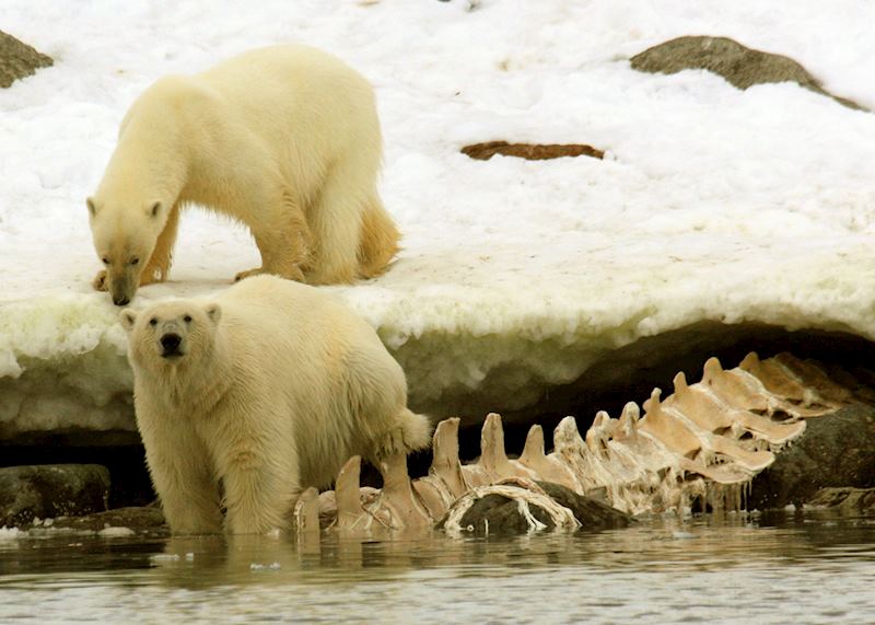 Two bears prowl around a whale carcass
