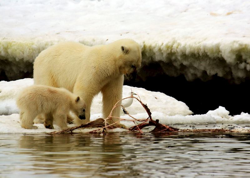 Mother and cub feeding on a whale carcass