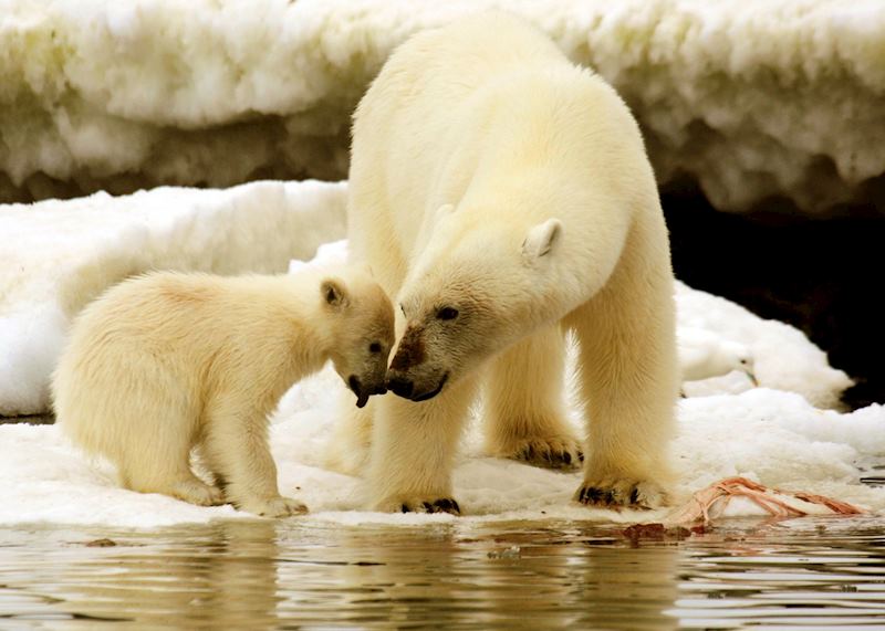 Mother bear and her cub