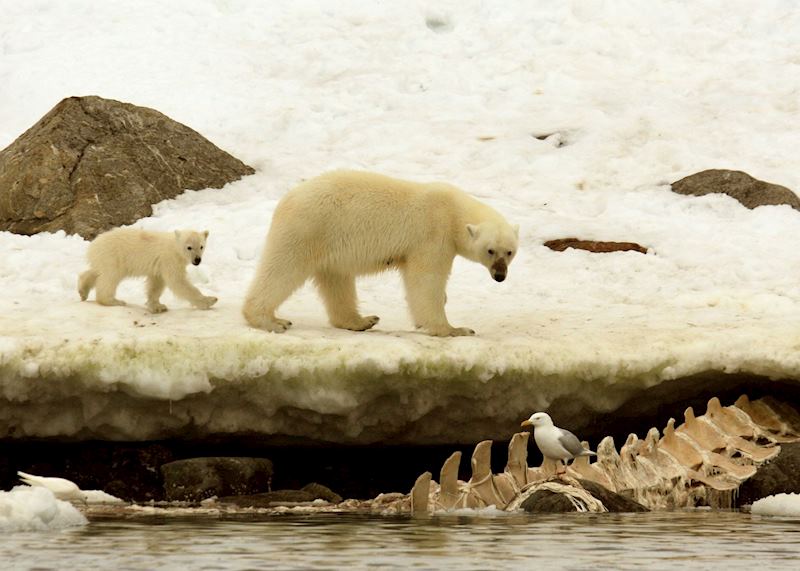 Mother bear and her cub