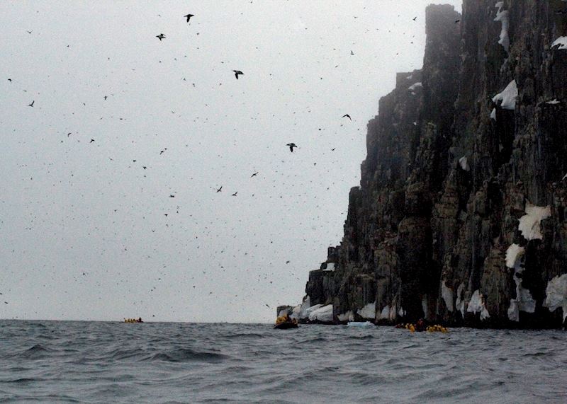 Guillemots on the wing at Fuglesongen