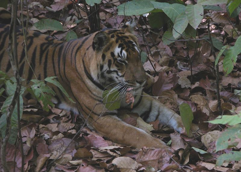 Resting Bengal tiger